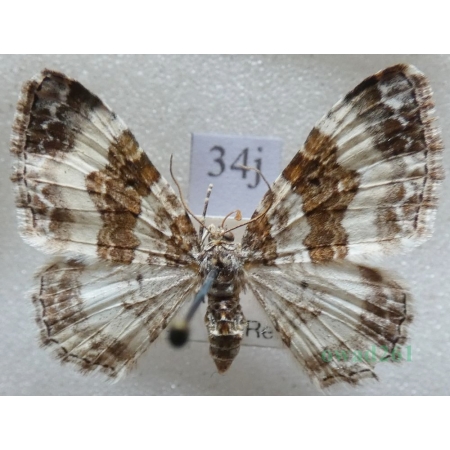 Epirrhoe rivata (Hübner, 1813) Paśnik rzeczek Czech34j